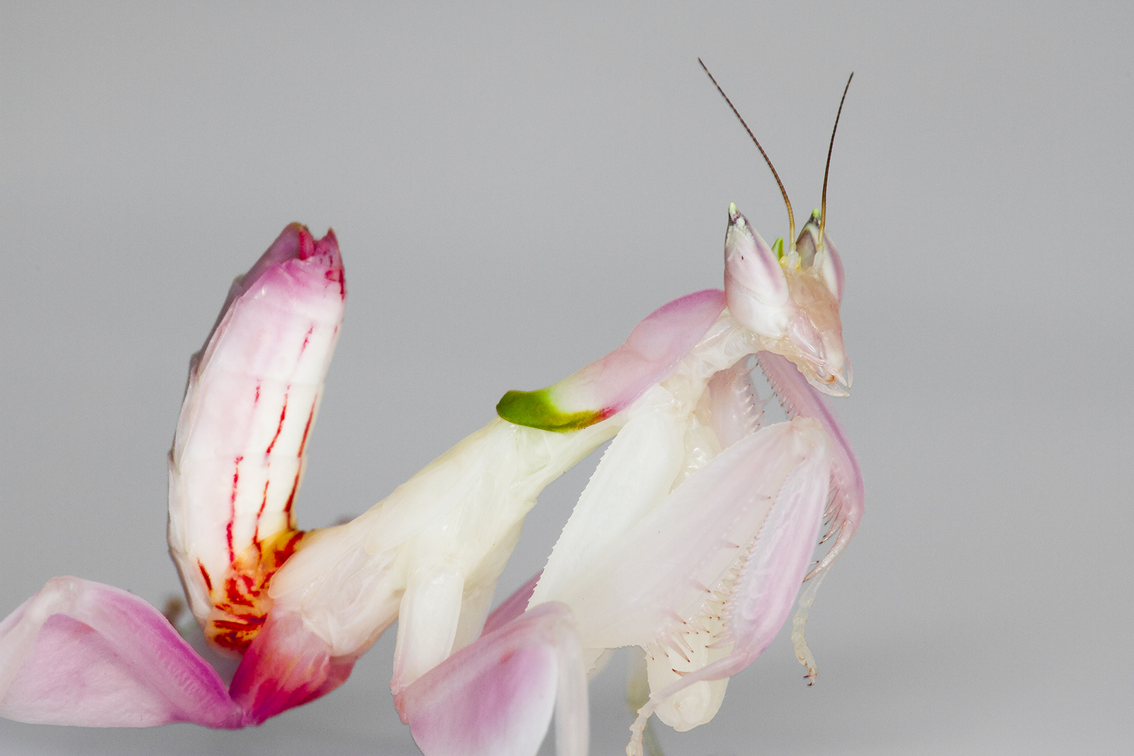 Богомол цветок дьявола. Розовый орхидейный богомол. Богомол Hymenopus coronatus. Орхидейный палочник. Богомол орхидейный белый.