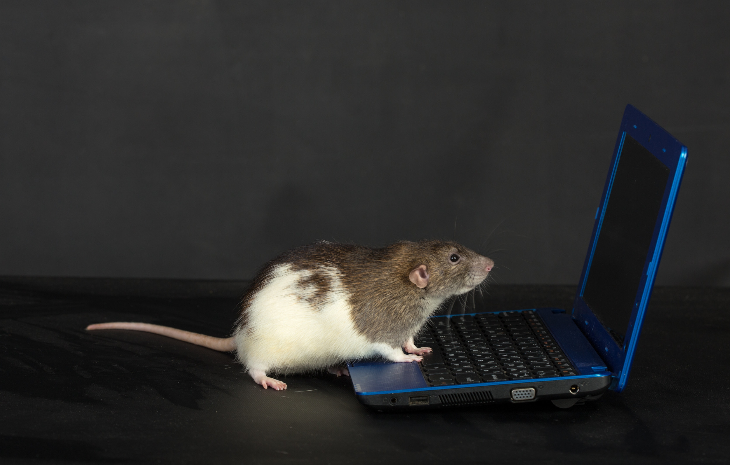 Мышь включает компьютер. Мышь за компьютером. Мышка. Компьютерная крыса. Мышка для компьютера.