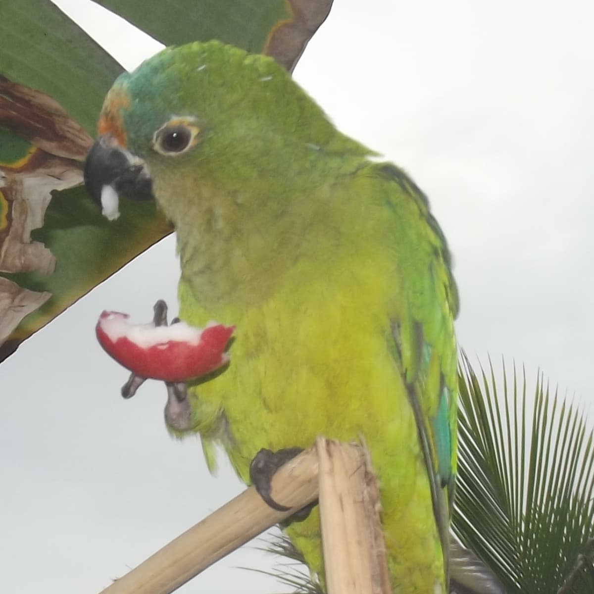 Parrots names